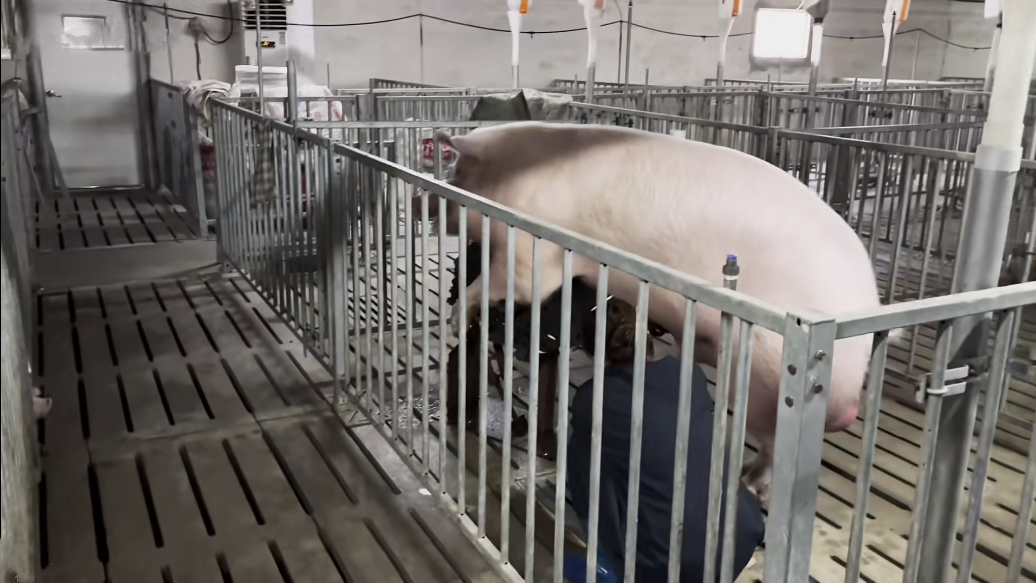 Animal Farming Galvanized Steel Boar Stall SUS 304