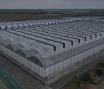 Seedling Cultivation Juxiang Hydroponic Farm Film Greenhouse with Customized
