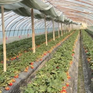 Quality Multi-Span Commercial Greenhouse Hydroponic Growing System for Fruits and Vegetables wholesale