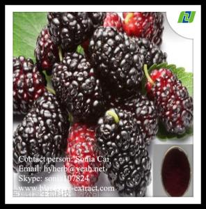 Quality Mulberry Fruit Extract anthocyanins 20% wholesale