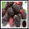 Buy cheap Mulberry Fruit Extract anthocyanins 20% from wholesalers