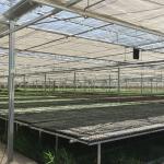 Durable Hot-dipped Galvanized Frame Plastic Film Agricultural Greenhouse with PE