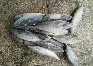 Quality 1.6kg Natural Color Frozen Seafood Fresh Bonito Tuna Fish wholesale