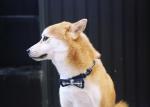 0.6 Inch Black And White Nylon Dog Collars And Bow Tie Dog Boy Girl