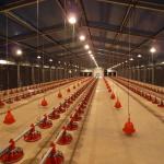 Q235B Galvanized Steel Structure Poultry House Bolts Connection Steel Chicken
