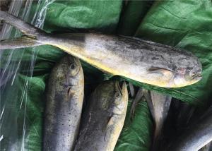 Quality Seafood Coryphaena Hippurus BQF 1KG Frozen Mahi Mahi wholesale