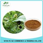 Atropa Belladonna Extract Powder Hyoscyamine 0.7% -1.5%