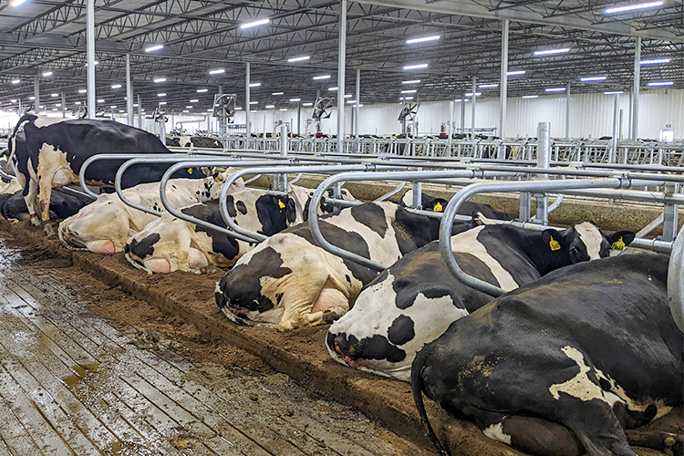 Aluminum Alloy Window and Q345 Prefab Steel Cow Farm Building for Dairy Cow House