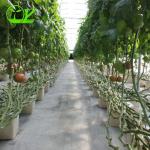 PP Hydroponic Tomato Growing Dutch Bucket System for Vegetables