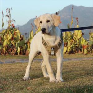 Quality Towing Pet Traction Rope Vest Large Dog Chest Strap Reflective Explosion Proof wholesale