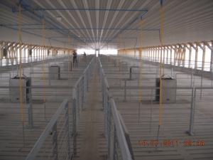 Quality Durable Hog Farm Equipment Fattening Farrowing Stall For More Than 40kgs Pig wholesale