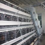 HDG Q235 Layer Chicken Coop , 160 Birds Hens Poultry Battery Cage