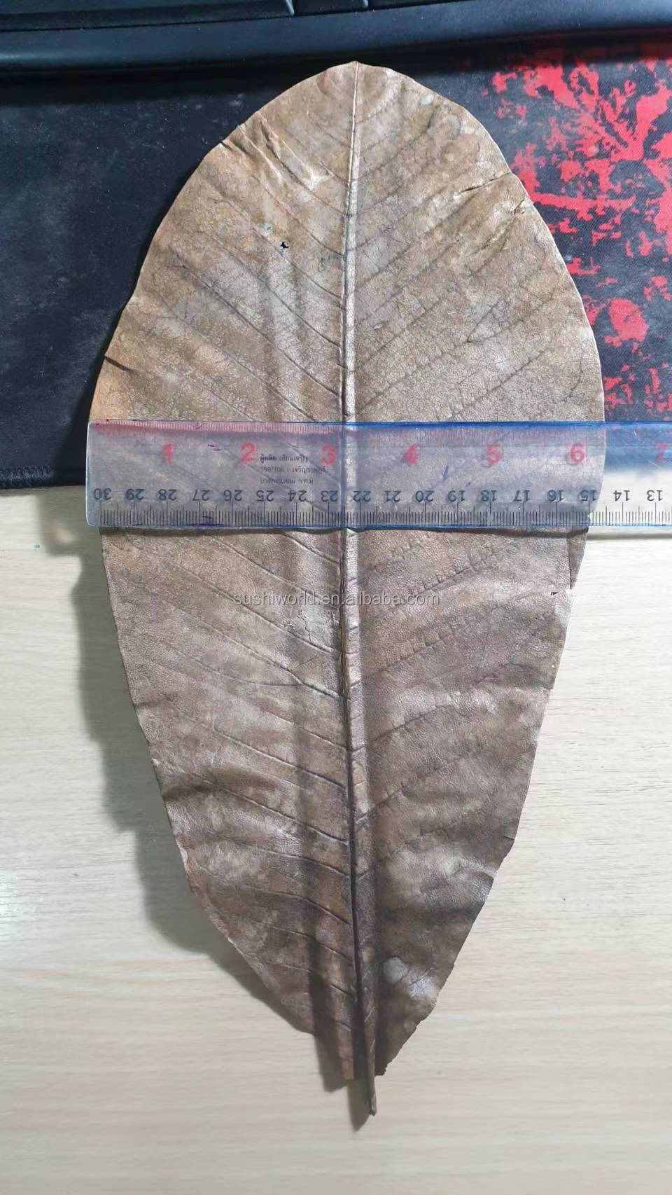 Nature Green HOBA Bamboo Leaves The Essential Ingredient for Serving Sushi