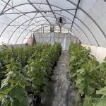 Large Affordable Hydroponic Tunnel Greenhouse Solution Package Gross Weight 20