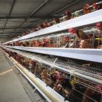 Galvanized H410mm Poultry Battery Cage , 494cm2/Bird Egg Laying Equipment