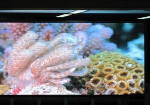 Quality 2K Resolution P2 Indoor Full Color LED Screen TOPLED wholesale