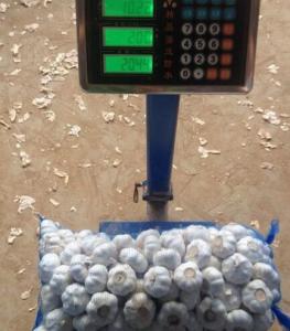 Quality CHINESE GARLIC ARE EXPORTED TO DOMINICAN MARKET wholesale