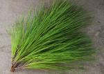 Pine Leaves Herbal Extract Powder