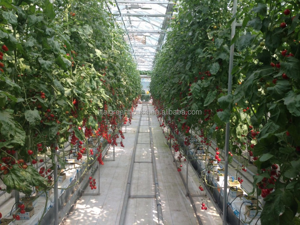 Food Grade PVC Planting Trough for Large-Scale Hydroponic Greenhouse Growing System