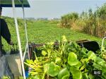3000m2 Reed Aquatic Weed Harvester Water Hyacinth Harvester Machine