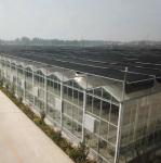 12m Span Gutter Connected Venlo Tempered Glass Greenhouse For Flowers 12x10