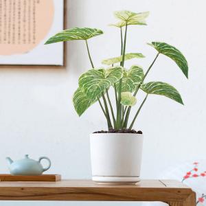 Quality Ornamental Eucalyptus Grass Foliage In Purple Philodendron Birkin Decoration wholesale