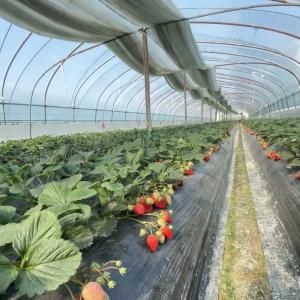 Quality JX-A00160 Drip Irrigation Tunnel Greenhouse for Agriculture Customized to Your Needs wholesale