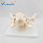 Educational Anatomical Skeleton Model VIC-127 Birth Demonstration Model Medical