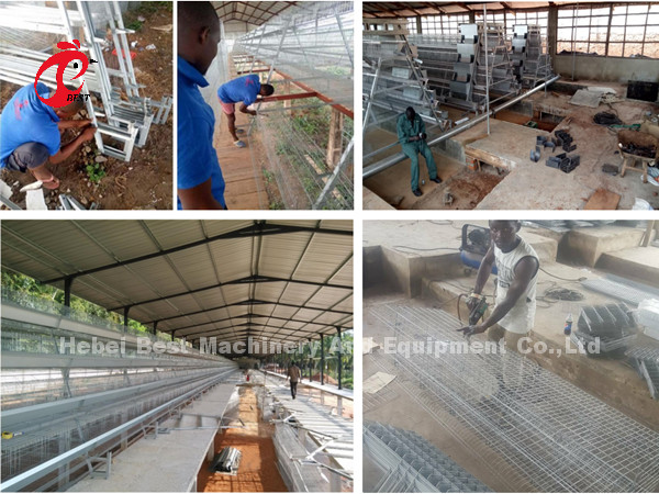 16 Weeks Egg Laying Hen A Or H Frame Automated Layer Cages 15000 Birds Emily