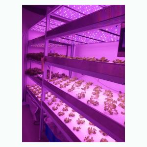 Quality Movable Microgreens Grow Rack Indoor Vertical Farm Environment Friendly wholesale