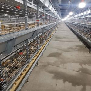 Quality Hot Galvanized Battery Cage Poultry Drinking System wholesale