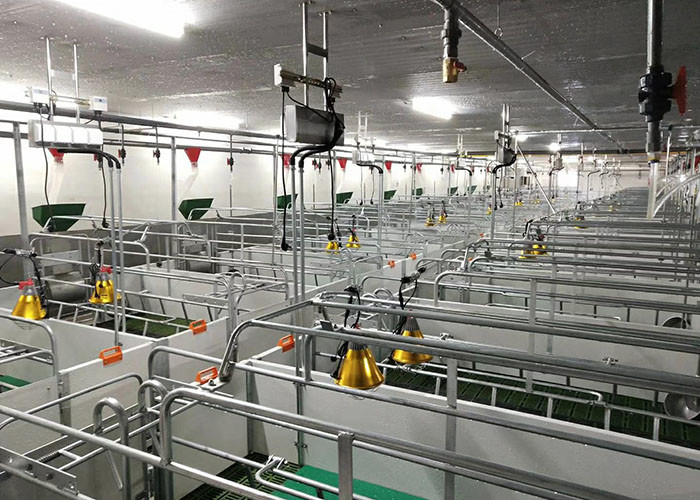Automatic Swine Hog Gestation Crates Floor Standing HI HOPE