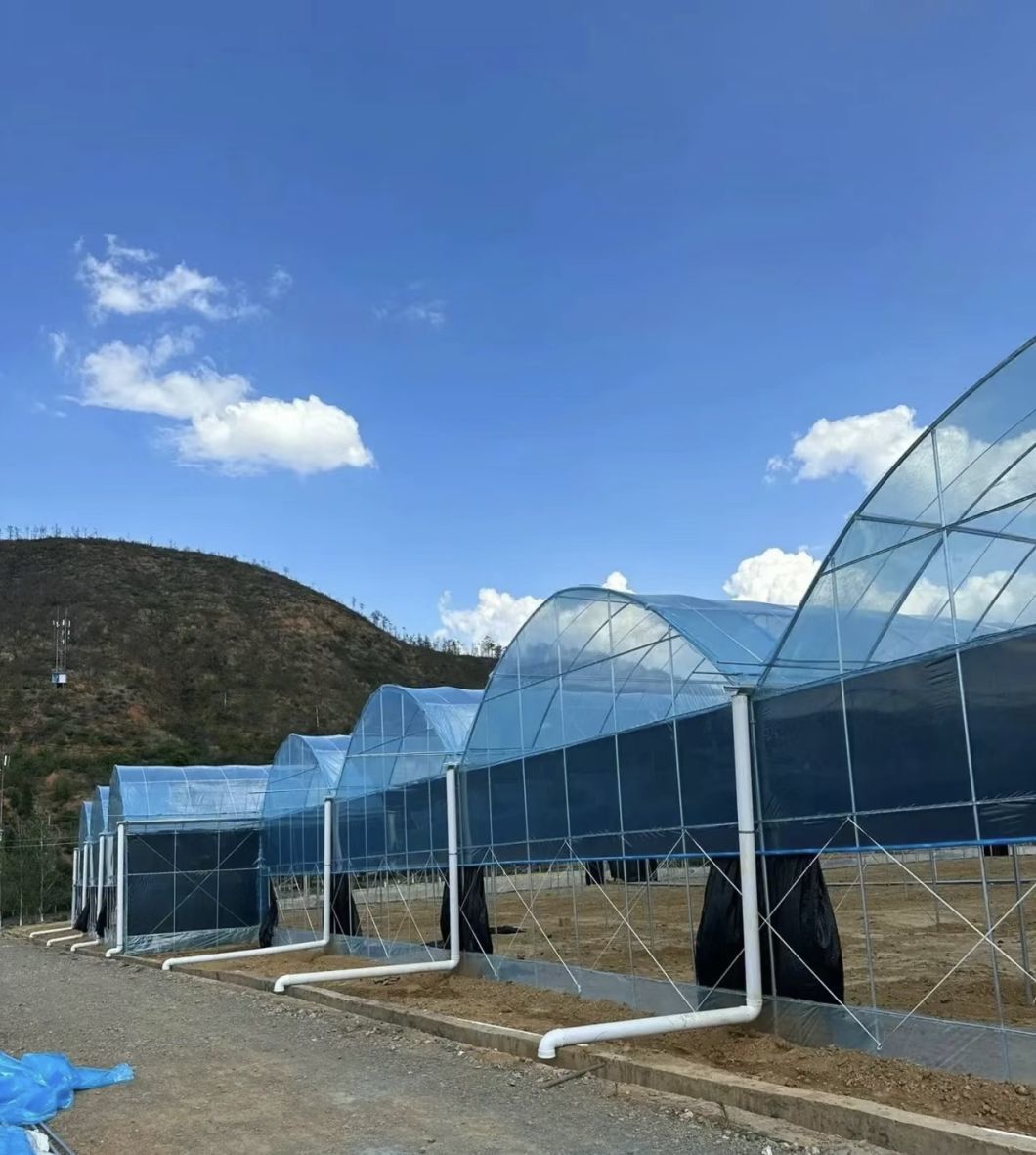 Multi-Span Tunnel Vegetable Production Greenhouse