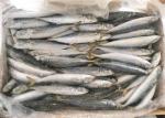 90g Frozen Fishing Bait