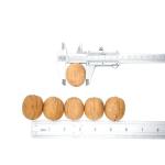 Factory wholesale Hot sale 185/33/xin2/xingfu walnut in shell at cheap price Hot