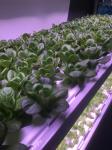 5x15 Cannabis Bedding Plant Hydroponic Flood Tables 4x4 Ebb And Flow Table