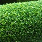 High Density Curly Sports Artificial Grass For Golf Gateball Basketball Two