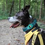 High Quality Airtag Adjustable Nylon Led Dog Pet Necklace Light Training Collar