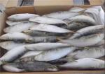 BQF Freezing Bulk 75g Fresh Frozen Sardines For Bait