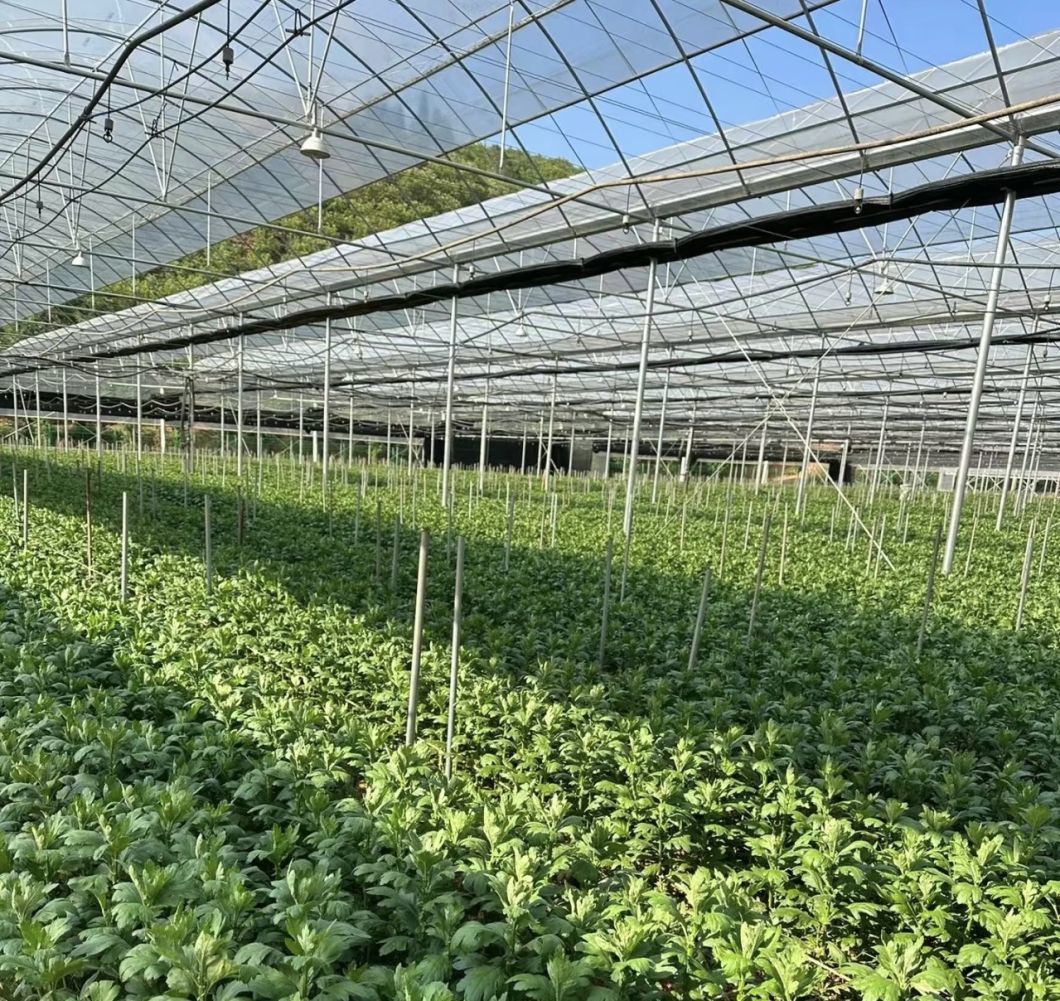 China Supplier Multi Span Film Greenhouse with Cooling/ Shading/Irrigation