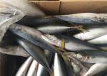 Scomber Japonicus 9PCS 10PCS Per Kg High Protein Mackerel Frozen Sea Fish