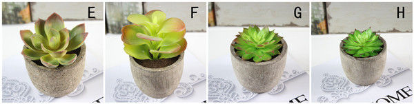 Mini Succulent Artificial Potted Plants Strange Shape Green Platsic Material