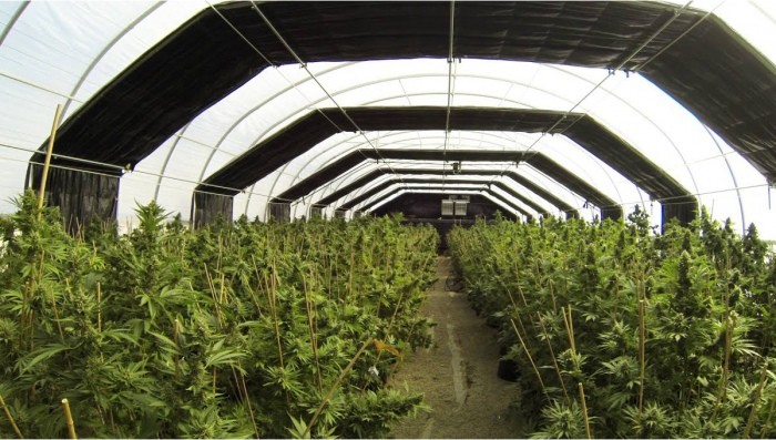 30x100ft Single Span Greenhouse Light Deprivation System Blackout Greenhouse For Medical Plants Commercial