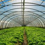 Single Span Pe Film Tunnel Plastic Greenhouse Hydroponic Agriculture Tunnel