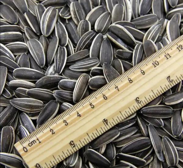 New Crop Sunflower Seeds for Wholesale from Chinese T5 210-220 High Grade Raw 20