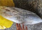 Whole Round Delicious 2.5kg Frozen Skipjack Tuna For Canning