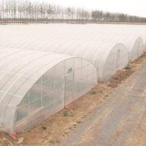 Quality Galvanized Mini Greenhouse for Plant Growing Covered by Single or Double Layer PE Film wholesale