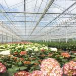 Wind Resistant Prefabricated Multi Span Greenhouse Venlo Type Greenhouse