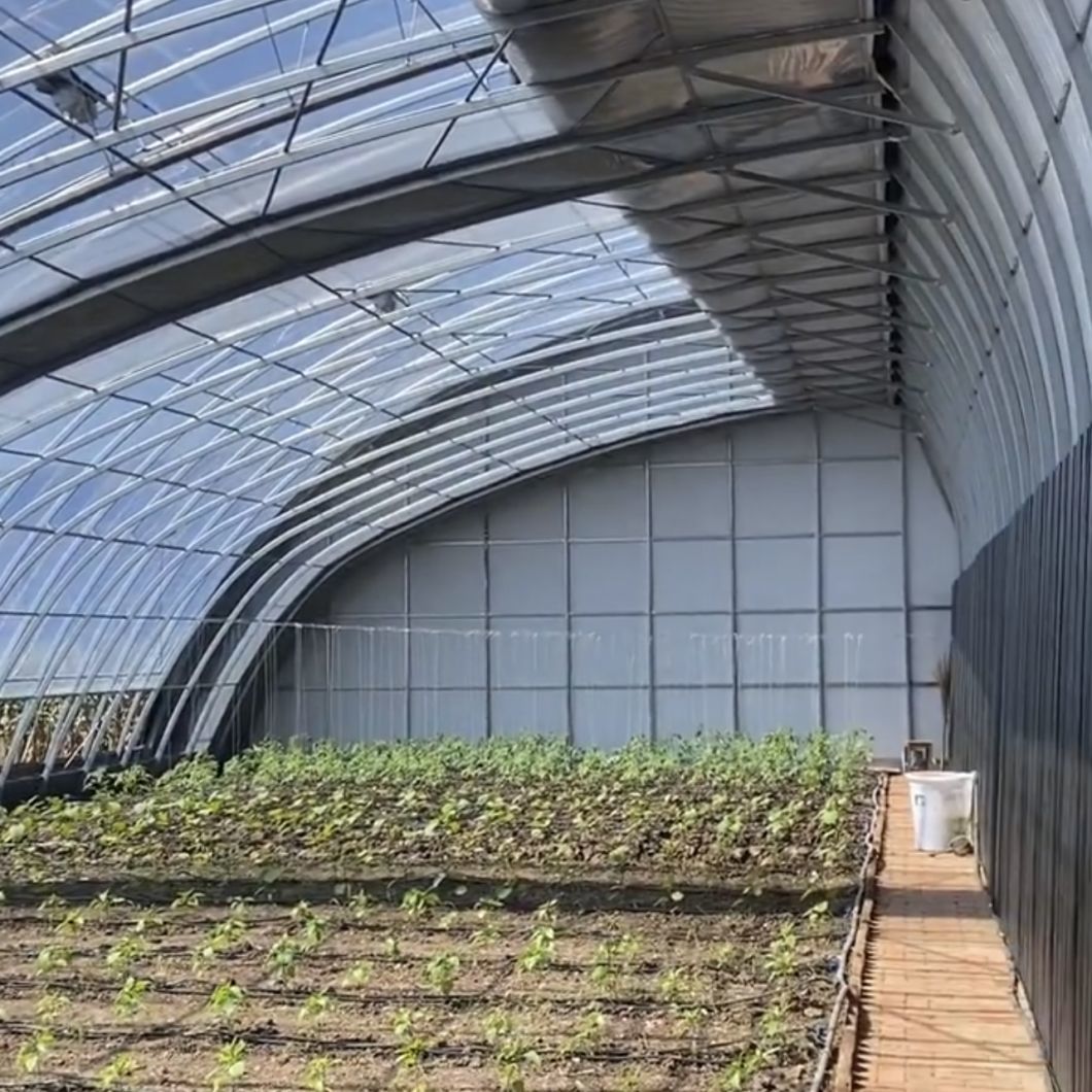 Planting Drip Irrigation Sunlight Greenhouse