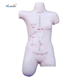 Quality Surgical Suture And Bandaging PVC Human Torso Model wholesale